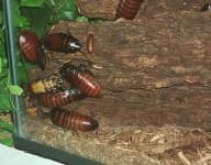 Sample 2 – Cockroach