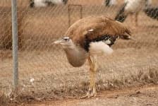 Sample 6 – Bustard
