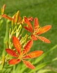 Sample 6 – Blackberry lily