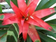Sample 3 – Bromelia