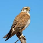 Sample 5 – Falcon