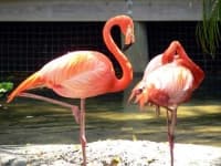 Sample 6 – Flamingo