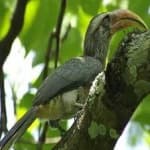 Sample 3 – Malabar hornbill