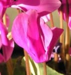 Sample 1 – Cyclamen