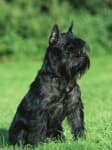 Sample 6 – Standard schnauzer