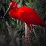 Sample 3 – Scarlet ibis