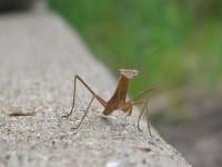 Sample 3 – Mantis