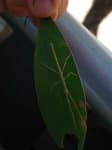 Sample 2 – Walking stick