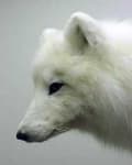 Sample 3 – Arctic fox