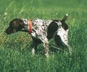 Sample of German short haired pointer