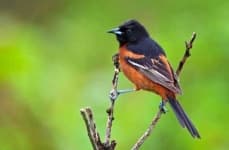 Sample 3 – Oriole