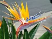 Sample 14 – Bird of paradise flower