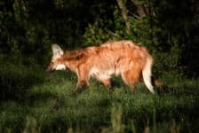 Sample 6 – Red wolf