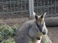 Sample 1 – Wallaby