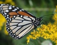 Sample 3 – Monarch