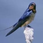 Sample 2 – Barn swallow