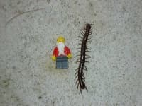 Sample 4 – Centipede