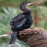 Sample 6 – Anhinga