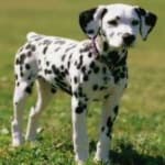 Sample of Dalmation