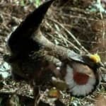 Sample 6 – Blue grouse