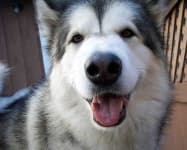 Sample 5 – Malamute