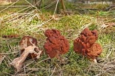 Sample 3 – Gyromitra
