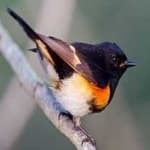 Sample 4 – American redstart