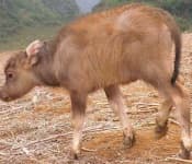 Sample 6 – Water buffalo