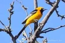 Sample 4 – Oriole