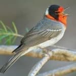 Sample 4 – Red faced warbler