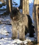 Sample 6 – Bouvier des flandres