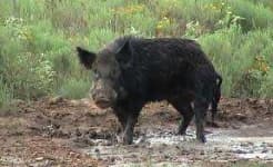 Sample 5 – Boar