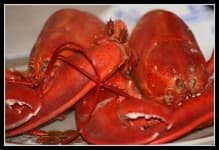 Sample 4 – American lobster