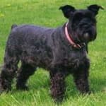 Sample 2 – Schnauzer