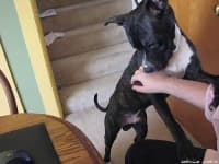 Sample 6 – American staffordshire terrier