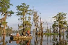 Sample 3 – Swamp