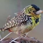 Sample 1 – D arnauds barbet