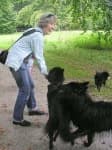 Sample 3 – Schipperke