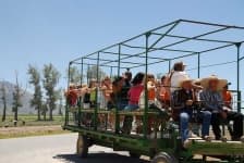 Sample 3 – Horse cart