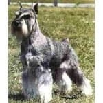 Sample 4 – Standard schnauzer