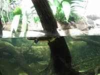 Sample 2 – Platypus