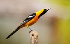 Sample 6 – Oriole