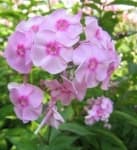 Sample 4 – Garden phlox