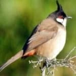 Sample 2 – Red wiskered bulbul