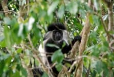 Sample 3 – Colobus