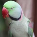 Sample 5 – Alexandrine parakeet