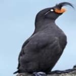 Sample 1 – Crested auklet