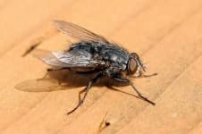 Sample 2 – Fly