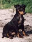 Sample 5 – Staffordshire bullterrier