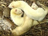 Sample 1 – Weasel